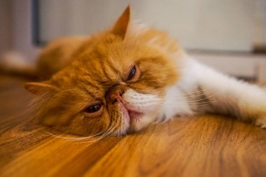 Georgetown (Penang), Malezya