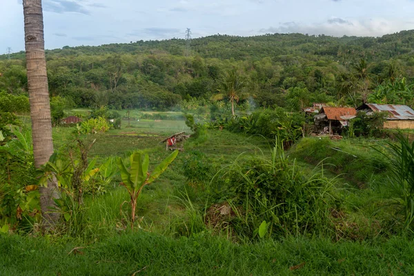 Auténticas Casas Balinesas Dispersas Los Arrozales Entre Las Palmeras — Foto de Stock