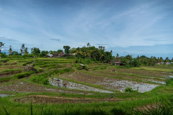 Balinese Rice Field Terraces Μπλε Ουρανό Πράσινο Γρασίδι Και Νερό — Φωτογραφία Αρχείου