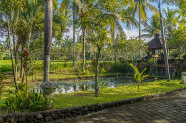 Bali 'de havuz manzarası, Endonezya dışarıda yeşil ağaçlar ve mavi gökyüzü