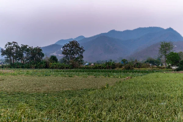 Paysage Champ Riz Coucher Soleil Dans Ville Thaïlandaise Nord Pai — Photo