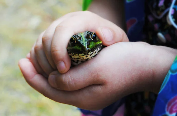 Küçük bir kızın ellerinde yeşil kurbağa