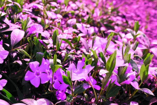 Çiçek tarlasında mor bir şafak, çiçek açıyor.