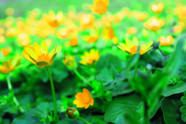 İlkbaharda açan sarı çiçek, açıklık ve makroda işaretlenmiş bir çiçek.