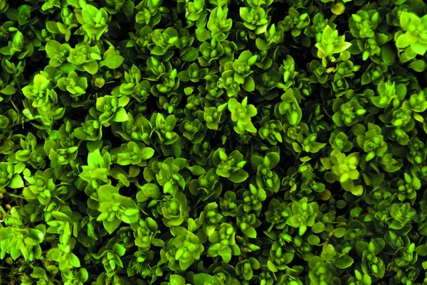 Güzel yeşil çiçek çim dokusunun üst görüntüsü