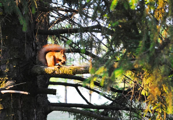 Kızıl orman güzellik sincabı ladin üzerinde