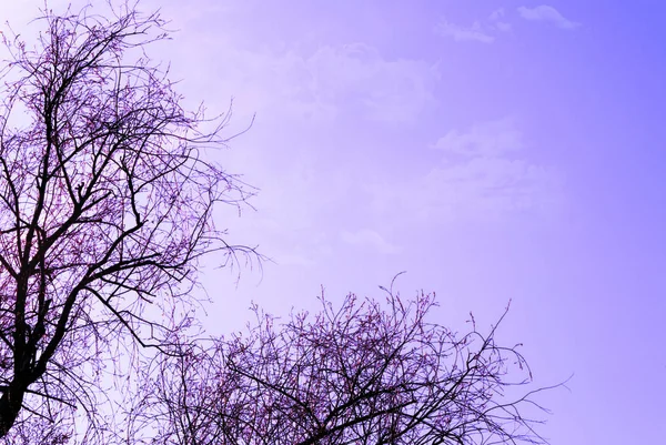 Bahar, kuru ağaçlı mor gökyüzü güzel pembe görünümlü