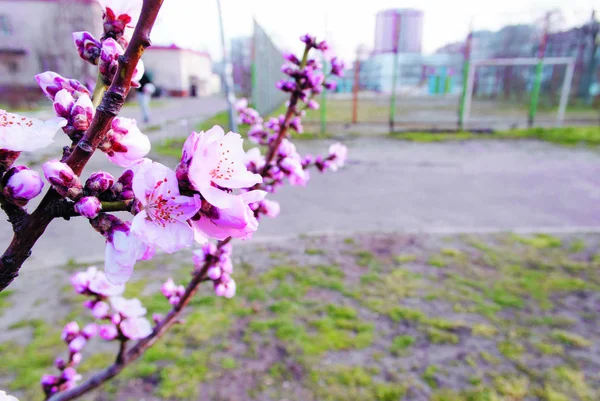Bahar çiçekli ağaçlar mor. Güneşli havada çiçek açan şeftali