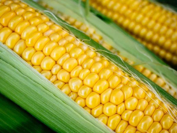 Ripe yellow corn in green foliage. Ear of corn