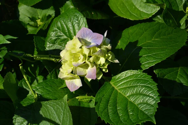 Rosa Blu Lilla Viola Viola Fiore Ortensia Hydrangea Macrophylla Che — Foto Stock