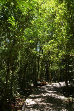 Brezilya 'nın güneşteki ormanı, Serra Park, Rio Grande do Sul, Canela, Brezilya