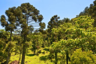 Dağların ve ağaçların manzarası, Caracol Şelalesi ve Hava Tramvayı Serra Parkları, Canela, Brezilya