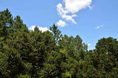 Dağların ve ağaçların manzarası, Caracol Şelalesi ve Hava Tramvayı Serra Parkları, Canela, Brezilya