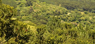 Dağların ve ağaçların manzarası, Caracol Şelalesi ve Hava Tramvayı Serra Parkları, Canela, Brezilya