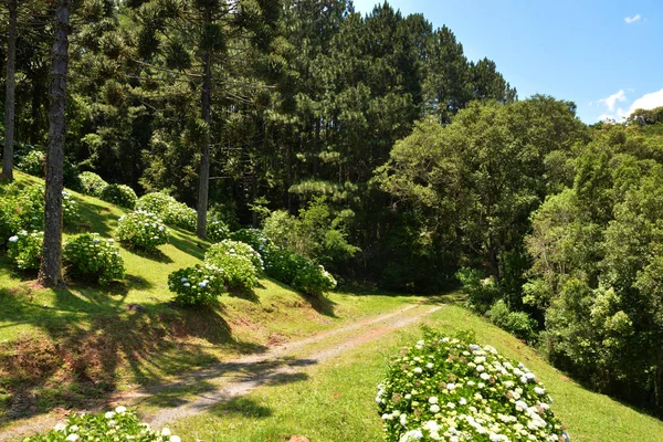 Vista Montanhas Árvores Cachoeira Caracol Caminhos Aéreos Serra Parques Canela — Fotografia de Stock