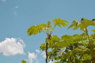 Dağların ve ağaçların manzarası, Caracol Şelalesi ve Hava Tramvayı Serra Parkları, Canela, Brezilya