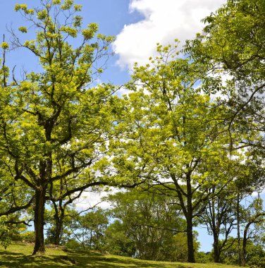 Dağların ve ağaçların manzarası, Caracol Şelalesi ve Hava Tramvayı Serra Parkları, Canela, Brezilya
