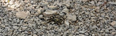 Closeup tarantula spider Brazilian Black Tarantula (Grammostola Pulchra) , serra park, Canela City, Rio Grande do Sul , Brazil clipart