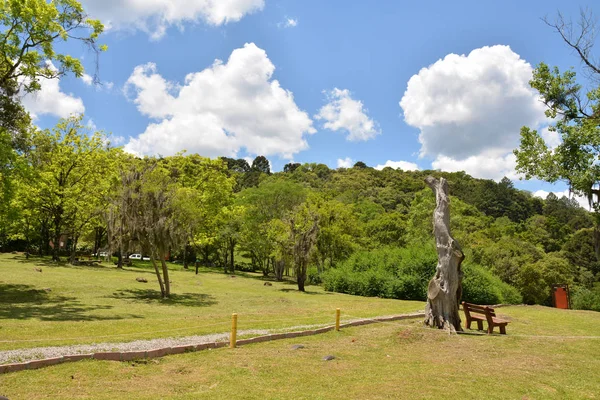 나무의 카라콜 폭포와 세르라 공원의 브라질 카넬라 — 스톡 사진