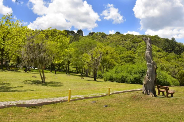 나무의 카라콜 폭포와 세르라 공원의 브라질 카넬라 — 스톡 사진
