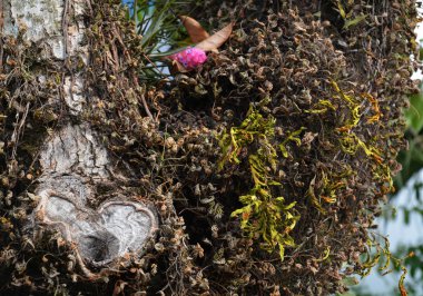 Brezilya 'da bir ağaçta pembe çiçek