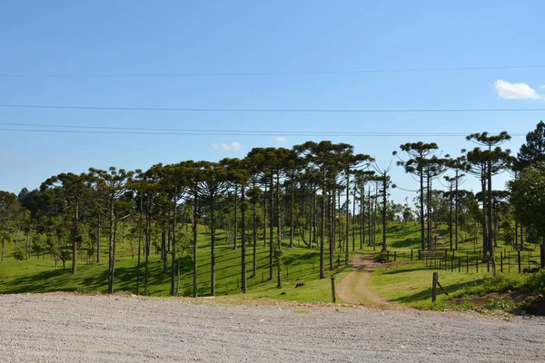 Serra Park Localizado Cidade Gramado Meio Belo Parque Com Área — Fotografia de Stock