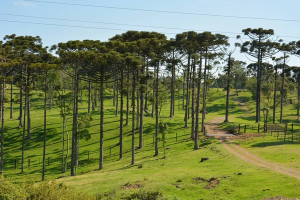 마도시에 위치한 공원은 아름다운 가운데에 위치해 있으며 옆에는 브라질 남부의 — 스톡 사진