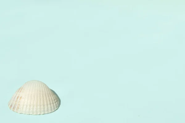 Summer Travel Background Made Shells Starfish Summer Concept — Stock Photo, Image