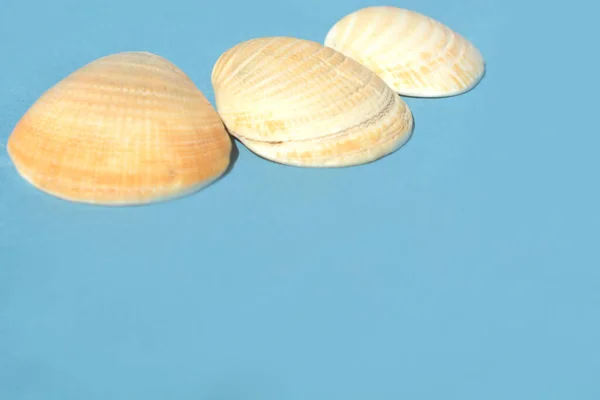 Fundo Viagem Verão Feito Conchas Estrelas Mar Conceito Verão — Fotografia de Stock