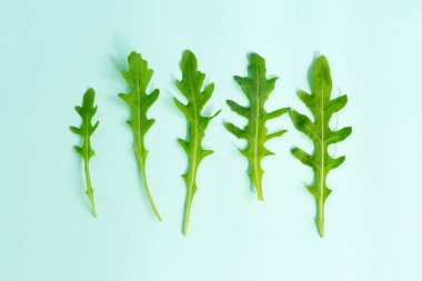 yeşil taze roka yaprakları. Roket salatası, roka.