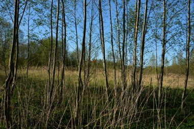 Baharda karışık orman manzarası. Beyaz Rusya 'nın vahşi doğası