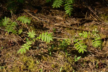 Bahar ormanında doğal yeşil eğreltiotu