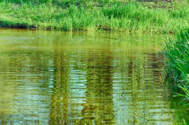 Nehir kenarındaki su dikenli otlar Carex flava aquatilis. Beyaz Rusya