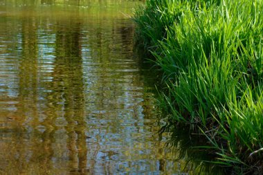 Nehir kenarındaki su dikenli otlar Carex flava aquatilis. Beyaz Rusya