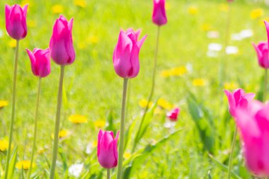 Yeşil otların arka planında pembe lale. Tebrik kartı için arkaplan.