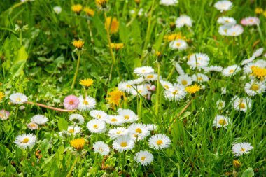 Papatya çiçekleri. Oxeye papatya, Leucanthemum vulgare, Papatya, Dox-eye, Yaygın papatya, Köpek papatyası, Ay papatyası bahçe konsepti