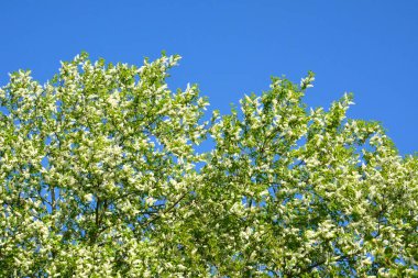Çiçek açan kiraz ağacı. İlkbaharda açan tatlı bir kuş-kiraz ağacı manzarası