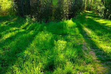 Açık bir bahar gününde çam ormanındaki ağaçların arasından güneş parlar.