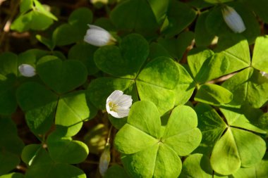 Wood Sorrel, Oxalis asetosella. Bahar ormanında çiçek açan taze oksaliler.