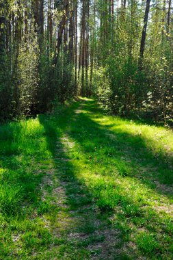Açık bir bahar gününde çam ormanındaki ağaçların arasından güneş parlar.
