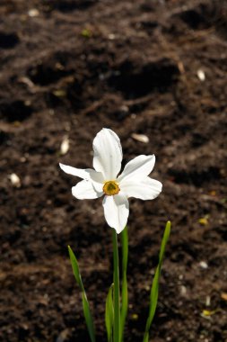 Güzel nergis çiçekleri bir bahar günü kapanıyor.