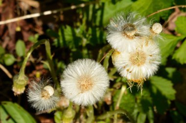Bahar sonunda eski karahindibalar, Belarus