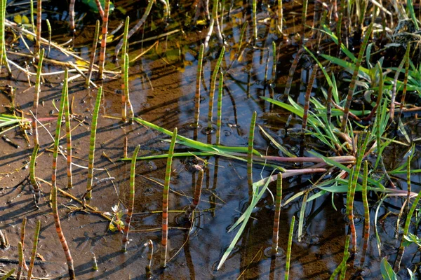 Φυτά Στο Βάλτο Της Λευκορωσίας Περιοχή Vitebsk — Φωτογραφία Αρχείου