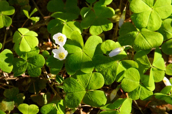 Trä Sorrel Oxalis Acetosella Färska Unga Blommande Oxalis Vårskogen — Stockfoto