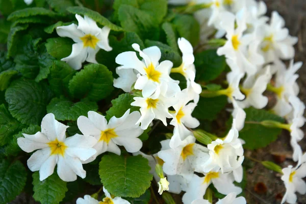 Weiße Primeln Vulgaris Blühen Frühling — Stockfoto