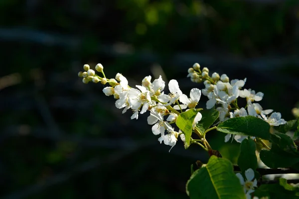 Uccello Ciliegio Fiore Veduta Dolce Albero Ciliegio Fiore Primavera — Foto Stock