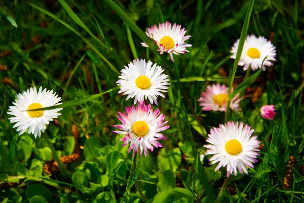 Papatya çiçekleri. Oxeye papatya, Leucanthemum vulgare, Papatya, Dox-eye, Yaygın papatya, Köpek papatyası, Ay papatyası bahçe konsepti
