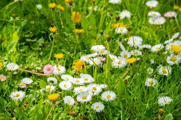 Blomning Prästkragar Oxeye Daisy Leucanthemum Vulgare Prästkragar Dox Eye Vanlig — Stockfoto