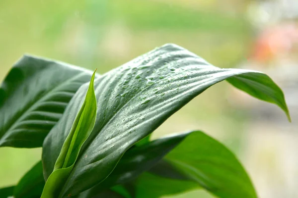 Woonplant Spathiphyllum Floribundum Vredeslelie Waterdruppels Groene Bladeren Met Selectieve Focus — Stockfoto