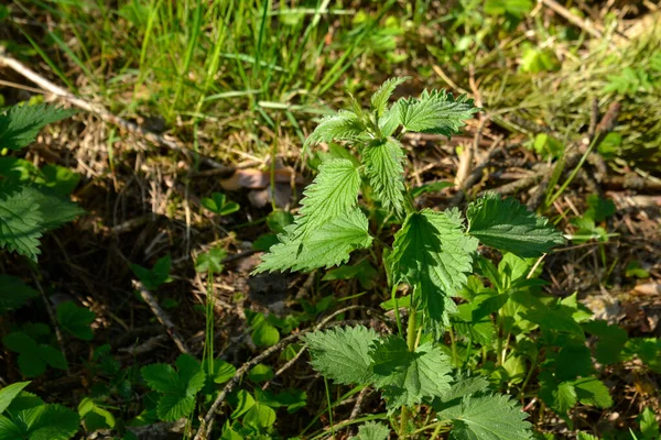 Nettle in the spring forest. Common nettle, stinger plant during flowering in natural environment. — Stock Image Nettle Spring Forest Common Nettle Stinger Plant Flowering Natural Environment Stock Photo